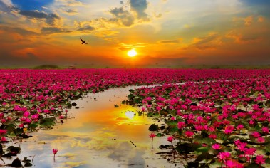 lotus_flowers-wide